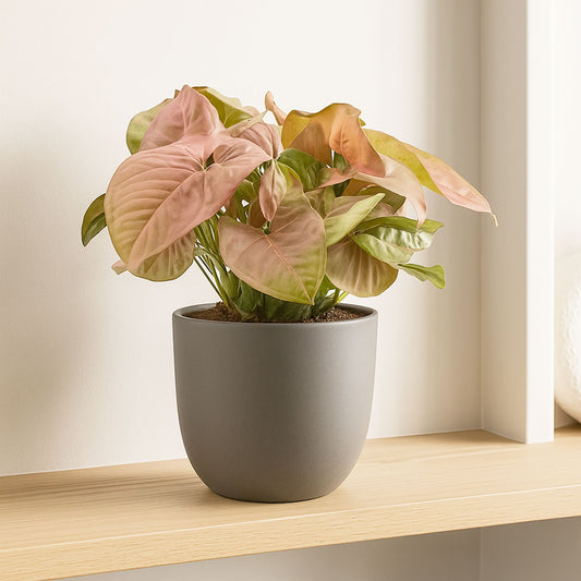 20 - 35cm Syngonium Red Heart Arrowhead Plant House Plant 12cm Pot