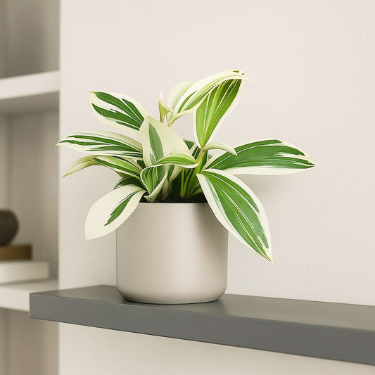 20cm Variegated Spiral Ginger Costus Arabicus House Plant 10.5cm Pot