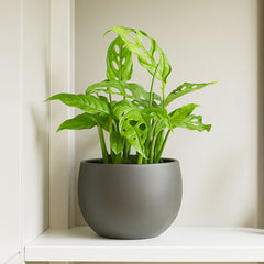 20 - 25cm Monstera Obliqua Peru House Plant 10.5cm Pot