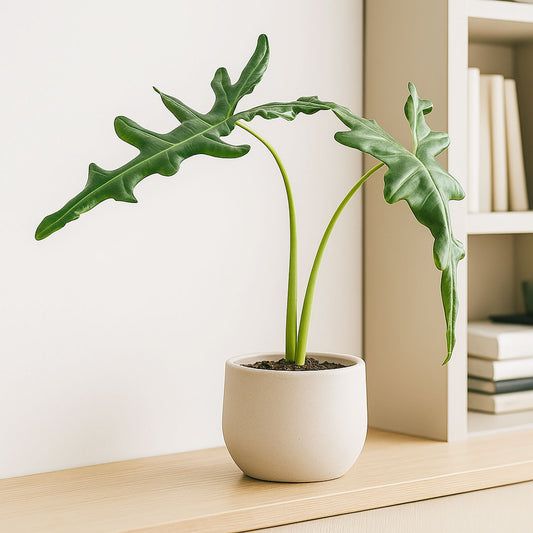 25cm Alocasia Portei House Plant 10,5 cm Pot