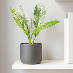 Rhaphidophora Foraminifera Marble 10.5cm Pot House Plant