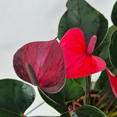 50 - 60cm Anthurium Adios Dynasty Red 17cm Pot House Plant