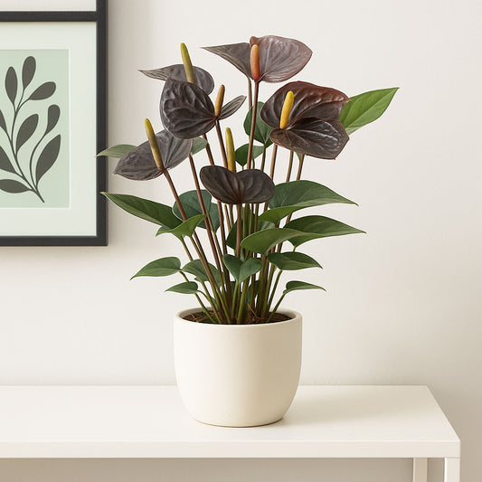 35 - 40cm Anthurium Black Love 12cm Pot House Plant