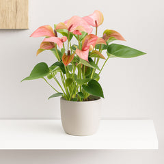 25 - 30cm Anthurium Matata Pink Flower 9cm Pot House Plant