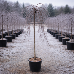 Prunus 'Kiku Shidare Zakura' Ornamental Cherry Blossom Tree