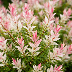 Salix integra ‘Hakuro-nishiki’ Flamingo Willow Tree