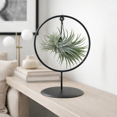 Tillandsia Air Plant Display in Round Frame