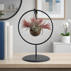 Tillandsia Air Plant Display in Round Frame