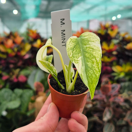 Monstera Mint 6cm Pot House Plant