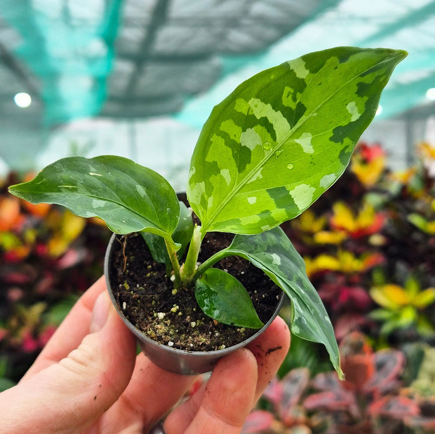 Aglaonema Pictum Tricolour Camouflage Chinese Evergreen House