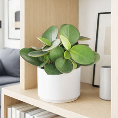 20 - 25cm Peperomia Red Margin Clusifolia House Plant 12cm Pot