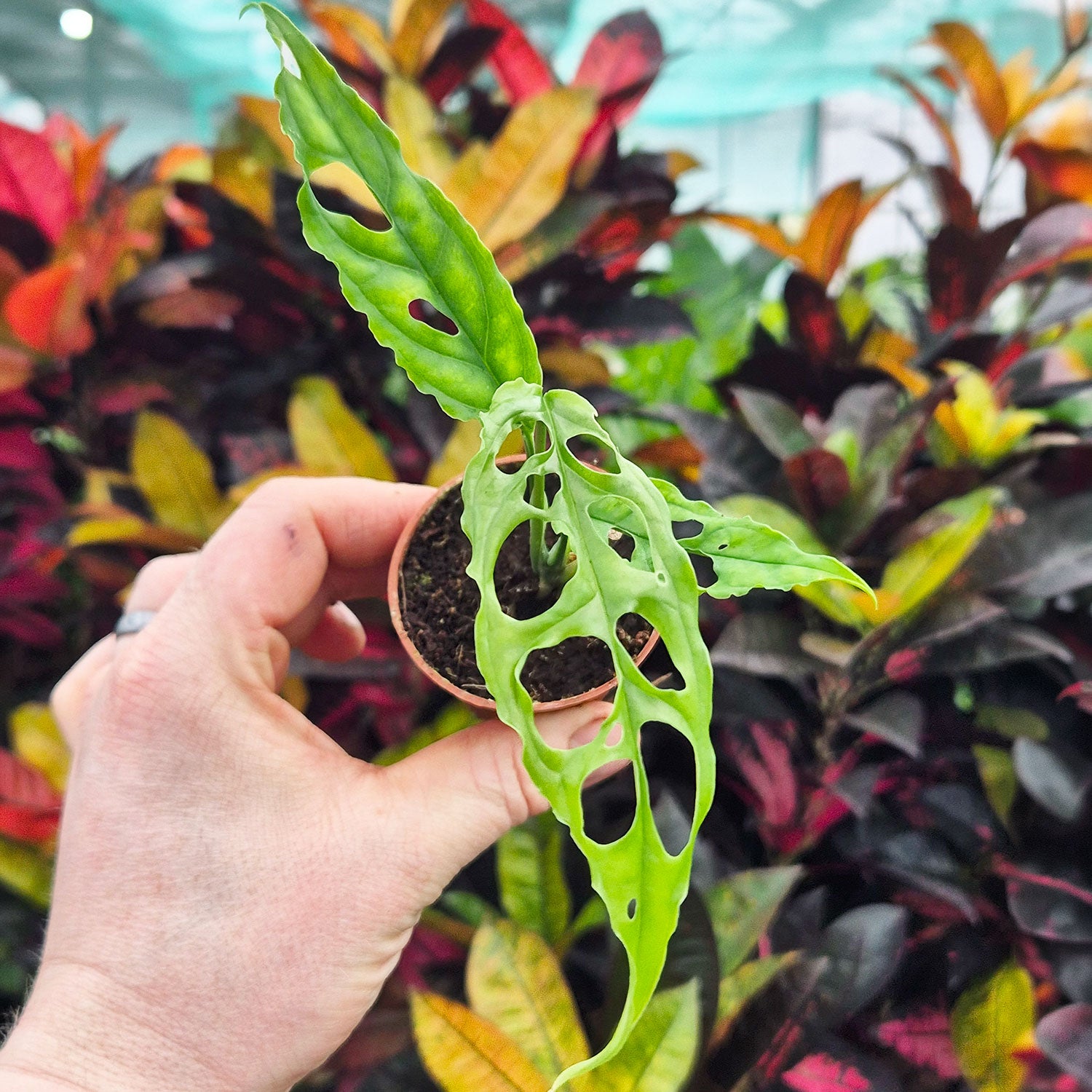monstera obliqua Monstera Obliqua House Plant 6cm Pot – Plants For All Seasons