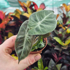 Alocasia Pink Dragon Elephant Ear House Plant 6cm Pot
