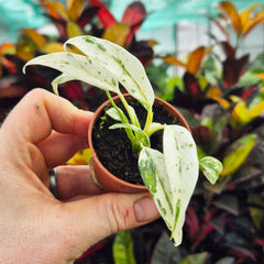 Rhaphidophora Puberula Variegata House Plant 6cm Pot