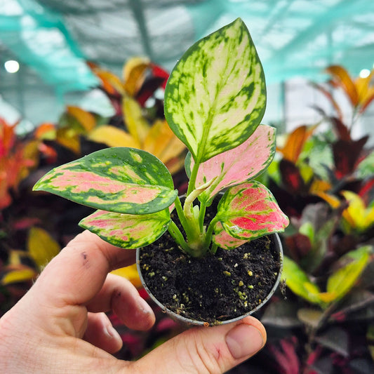 Aglaonema Red Valentine Chinese Evergreen House Plant 6cm Pot
