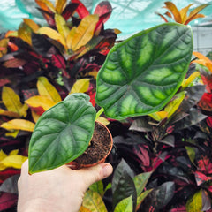 Alocasia Dragon Scale Elephant Ear House Plant 6cm Pot