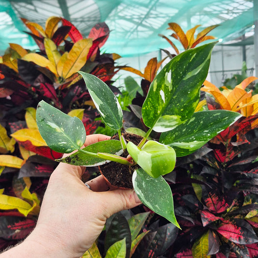 Philodendron White Princess House Plant 6cm Pot