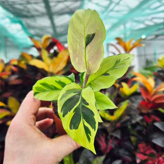 Calathea Yellow Fusion Prayer Plant House Plant 6cm Pot