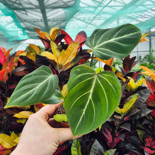 Philodendron Gloriosum House Plant 6cm Pot
