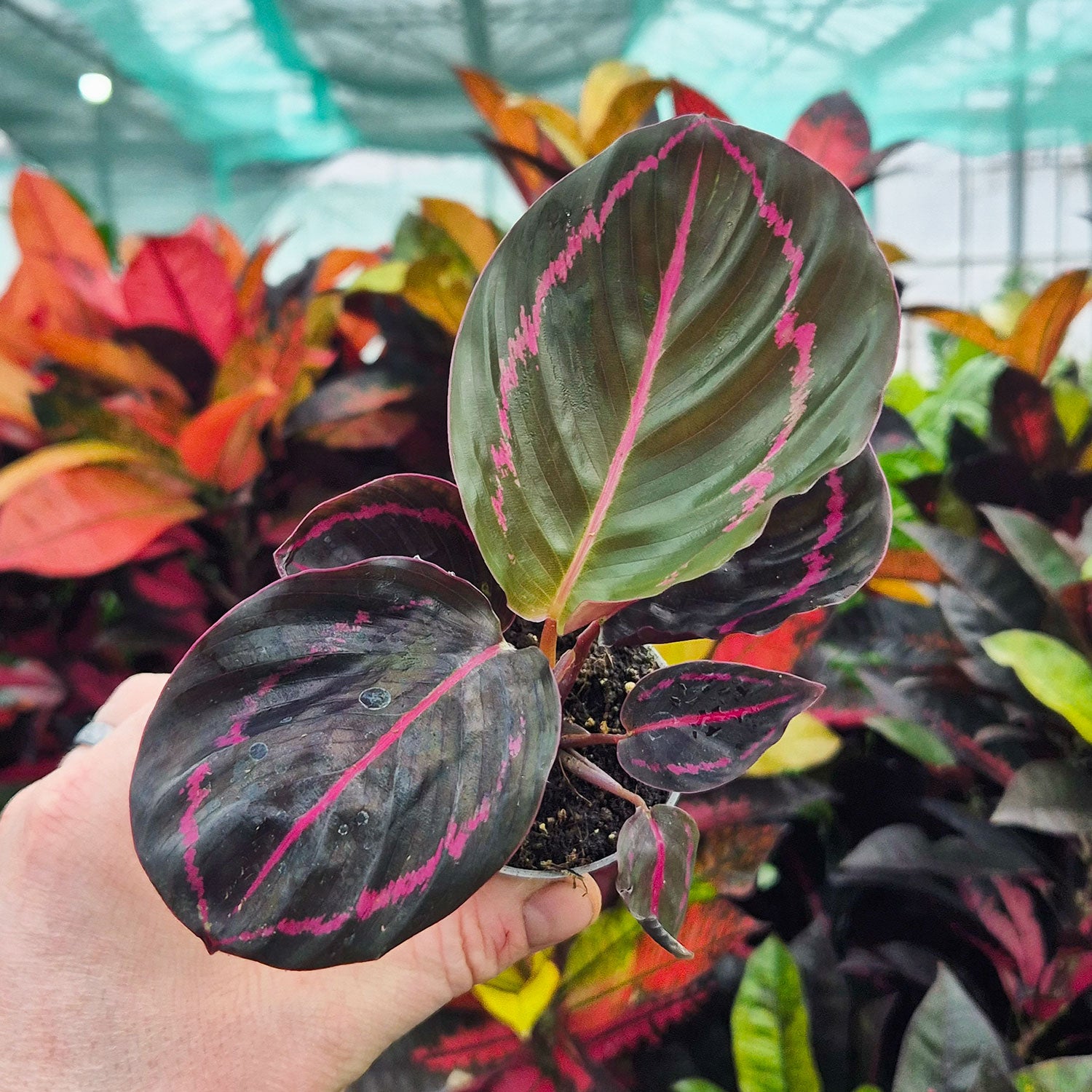 25+ Pink Rosy Calathea Couture Seeds - Beautiful Indoor Or Outdoor Plant