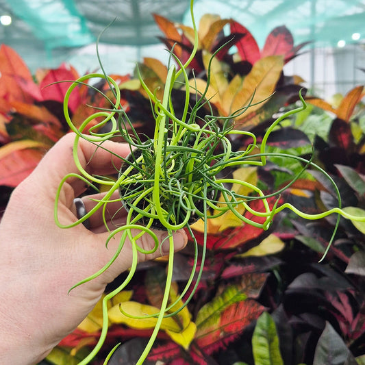 Juncus Spiralis Fern House Plant 6cm Pot