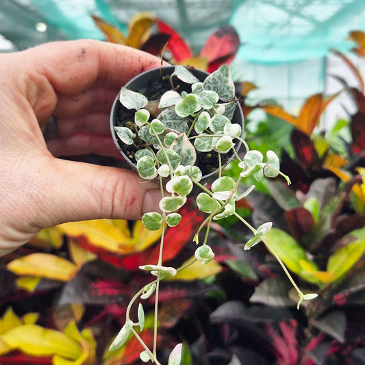 Variegated Ceropegia Woodii String of Hearts House Plant 6cm Pot