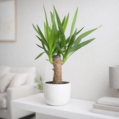 30 - 35cm Yucca House Plant 12cm Pot