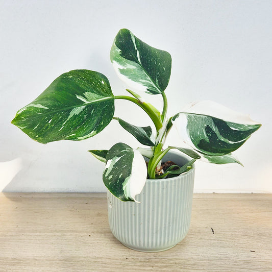 25 - 35cm Philodendron White Wizard 12cm Pot