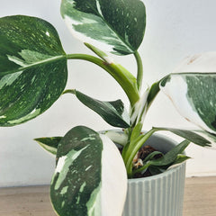 25 - 35cm Philodendron White Wizard 12cm Pot