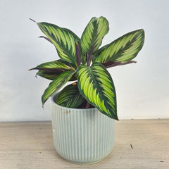 30 - 45cm Calathea Beautystar Beauty Star Prayer Plant 12cm Pot House Plant