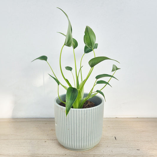 25 - 45cm Alocasia Tiny Dancer 12cm Pot