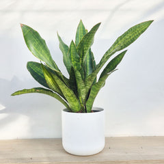 50 - 60cm Sansevieria aubrytiana 'Nite Lite' Green Plant 14cm Pot House Plant