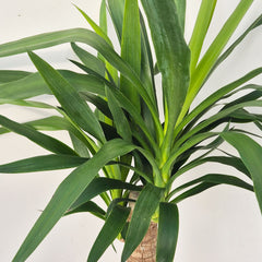 110 - 120cm Yucca Elephantipes 23cm Pot House Plant