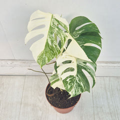 40 - 50cm Variegated Monstera Albo 17cm Pot House Plant (Choose Your Own)