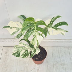 40 - 50cm Variegated Monstera Albo 17cm Pot House Plant (Choose Your Own)