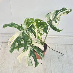 40 - 50cm Variegated Monstera Albo 17cm Pot House Plant (Choose Your Own)