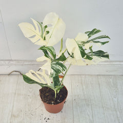 40 - 50cm Variegated Monstera Albo 17cm Pot House Plant (Choose Your Own)