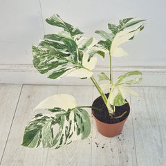 40 - 50cm Variegated Monstera Albo 17cm Pot House Plant (Choose Your Own)