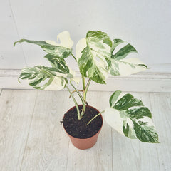 40 - 50cm Variegated Monstera Albo 17cm Pot House Plant (Choose Your Own)