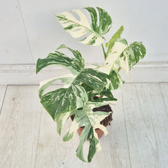 40 - 50cm Variegated Monstera Albo 17cm Pot House Plant (Choose Your Own)