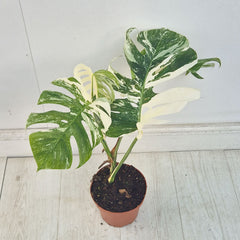 40 - 50cm Variegated Monstera Albo 17cm Pot House Plant (Choose Your Own)