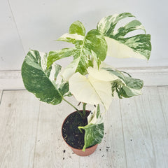 40 - 50cm Variegated Monstera Albo 17cm Pot House Plant (Choose Your Own)