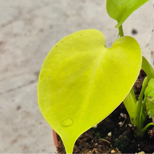 Golden Monstera Deliciosa 10.5cm Pot House Plant
