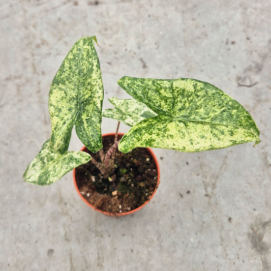 Mojito Alocasia Zebrina in 9cm Pot House Plant