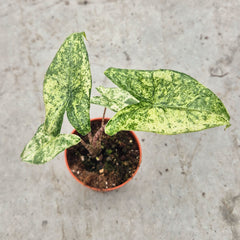 Mojito Alocasia Zebrina in 9cm Pot House Plant