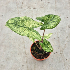 Mojito Alocasia Zebrina in 9cm Pot House Plant