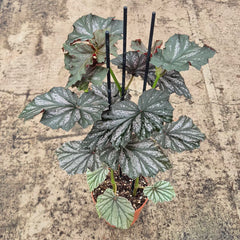 40 - 50cm Begonia Looking Glass 17cm Pot House Plant