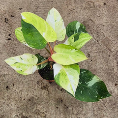 Aurea Fresh Philodendron 17cm Pot House Plant