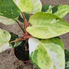 Aurea Fresh Philodendron 17cm Pot House Plant