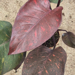 Orange Princess Philodendron 17cm Pot House Plant